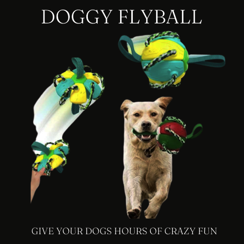FLYBALL DE PERRITO